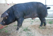 “‘흑돼지’ 이름 지어주세요”