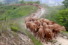 한우 300여 마리, 대관령 초원 나들이