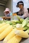 단옥수수 ‘고당옥’ 농가소득 한몫
