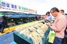 우리인삼약초사 | 우리 인삼 품종 우수성 평가