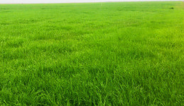 사료용 벼 시범재배 사업 실시