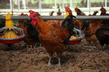 토종 씨암탉 맛 그대로 살린 우리맛닭 분양