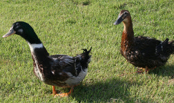 한국오리협회 , 불법 F1오리 근절 총력