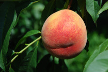 신품종 복숭아 수황 ㆍ금황 농가소득 효자