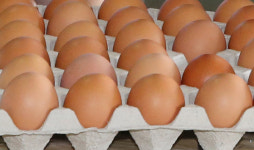 산지 계란가격 인하에도 불구 소비자가격 고공행진 여전