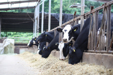 젖소, 고에너지 사료양 주의 우유 품질 저하돼