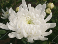 국산 국화 백마, 겨울에는 중국에서 꽃 피운다