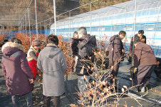 곡성군 농업기술센터, 과수전정기술지원단 운영