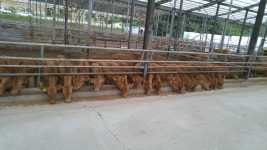 금산군, 축산업 경쟁력 강화 26억 투입