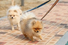 환절기 반려견 건강주의보, 올바른 돌봄 요령 소개