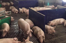 경기도 김포시 돼지 농장 구제역 의심축 신고