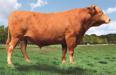 유전능력 우수한 한우 보증씨수소 14마리 선발