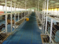 염소, 비타민 먹이고 사육 공간 충분히 해야