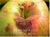 사과 주요 병해 탄저병 방제 철저히 하세요