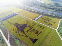 유기농 백세미ㆍ누룽지 명절 사로잡다