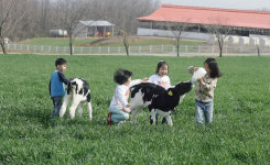 낙농체험목장 누적 방문객 400만명 돌파