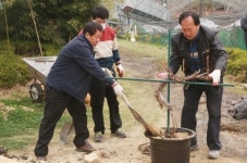 안양 관양1동, 명물 포도 묘목사업 추진