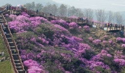 진달래에 물든 고려산