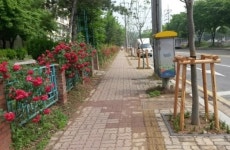 가로수 바꿉니다 안산시, 병충해 등 강한 수종 식재
