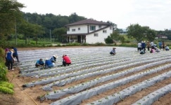 [안성] 고삼면에 심어진 사랑의 배추