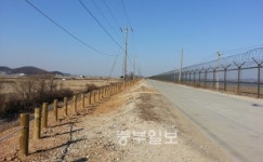김포평화누리길 벚꽃나무, 심고 뽑고 또 심고...미숙 행정 빈축