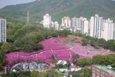 더 화려하게 군포시, 골프장둘레길에 철쭉 8천본 식재