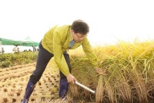 평택시, 명품 슈퍼오닝 쌀 재배단지서 벼베기 시연회 개최