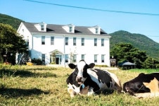 탁 트인 초원 뛰놀며 목장에서의 하룻밤...경기도 내 목장형유가공 농가 8곳