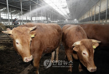 미국 포사격 때문에…임신 7개월 어미소 스트레스 유산