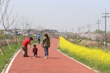 평택시 오성면, 평택호 상류 강변도로에 3.6km 유채꽃 길 조성