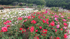 안산시, 노적봉공원 ‘장미꽃’ 만개...시민 호응