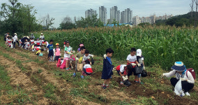 안산시청공무원노동조합, 직장어린이집 원아들과 감자수확 체험