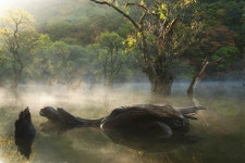 주왕산 국립공원 산중 저수지 주산지, 산인듯 물인듯… 세월도 멈추다