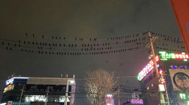 수원 도심 한복판 연일 수백마리 까마귀 떼 출몰
