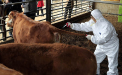 바이러스 동시다발 공습 연천 A형, 보은·정읍 O형…구제역 백신 접종 효과 불확실 공포