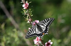 인천 부평구, 부평숲 나비생태사진 특별전 개최