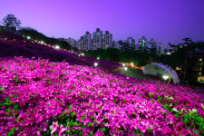꽃길만 걸으세요…경기관광공사 추천 봄꽃 명소 4選