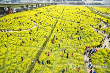 [주말 영남권 가볼만한 곳] 부산 낙동강 대저생태공원서 제6회 낙동강 유채꽃 축제