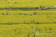 [주말 영남권 가볼만한 곳] 부산 낙동강 대저생태공원서 제6회 낙동강 유채꽃 축제