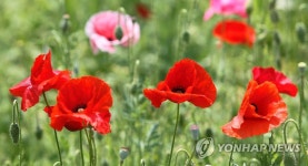 [주말 강원권 가볼만한 곳] 고성 라벤더·원주 꽃양귀비 축제…특강 등 행사 풍성