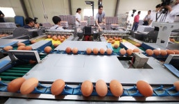 [살충제 계란 파문] 계란 쓰는 빵·김밥… 가격 더 오를까 걱정
