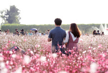 양주시 천만송이 천일홍 축제, 수십만 인파 몰리는 등 성황