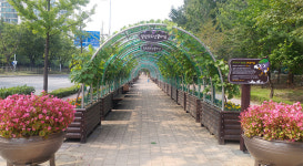 안양시, 평촌대로에 포도넝쿨 터널 조성