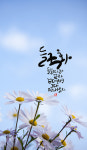 [박민용의 캘리산책] 들국화