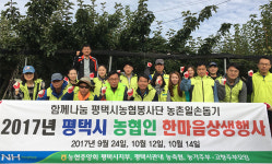 함께나눔 평택시 농협 봉사단, 팽성읍 노와리 및 월곡동 마을서 농촌일손돕기 실시