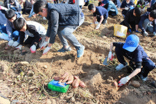 인천강화군 하점초등학교, ‘도시학교 인성두레 고구마 수확 체험’ 실시