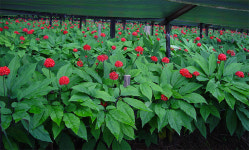 인천강화군, 우량묘삼 지원사업으로 고품질 인삼생산 박차