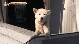 SBS 동물농장, 한파 속 옥상 방치된 백구 이야기 공개
