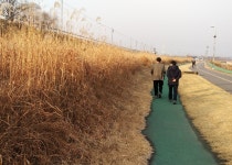 구리시, 왕숙천 상류 둔치 갈대밭 잔디광장으로 재조성