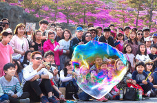 군포 철쭉동산, 2018 철쭉 축제로 새 관광명소로 우뚝